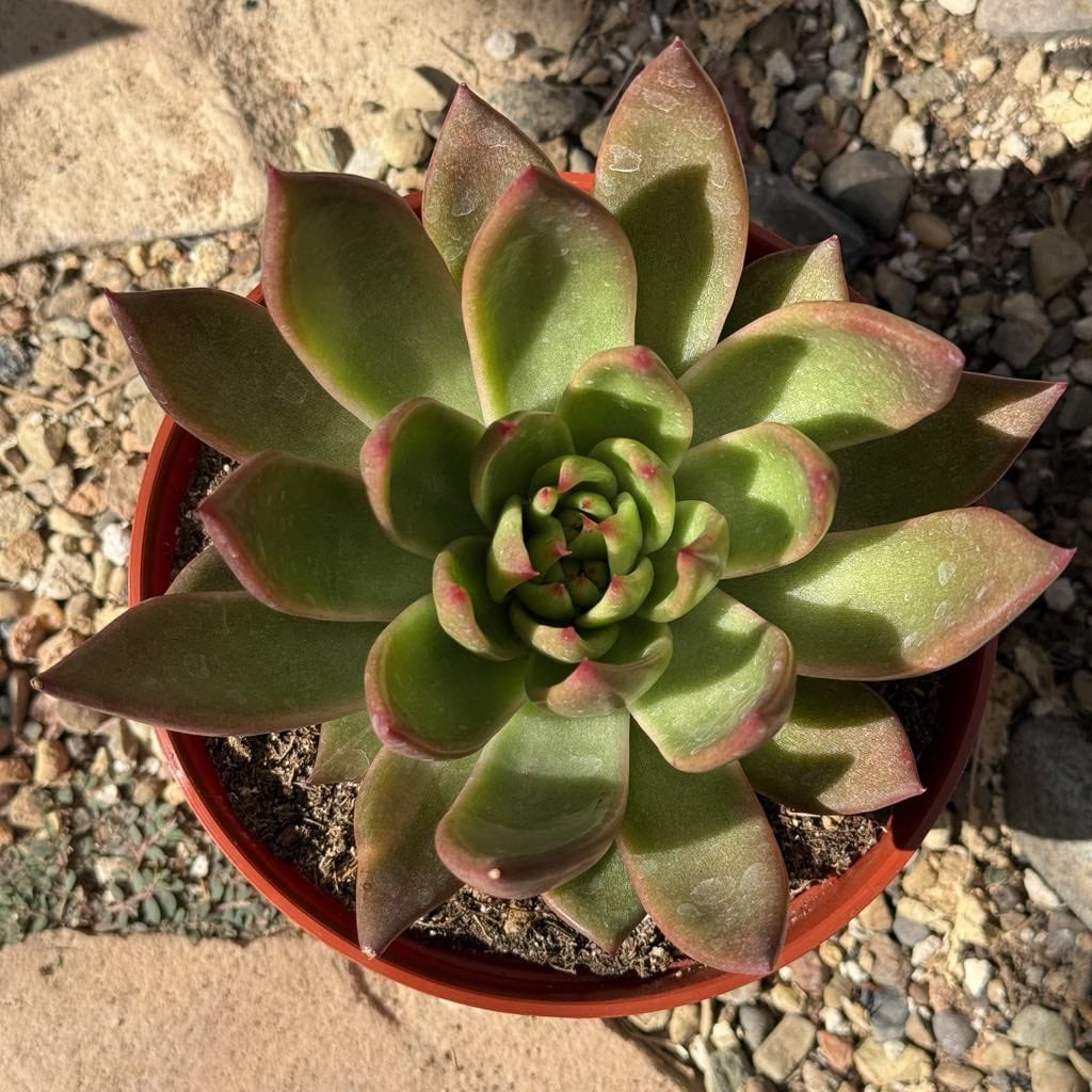 bright red succulent Echeveria agavoides 'Super Red' – DesertScapeSucculent