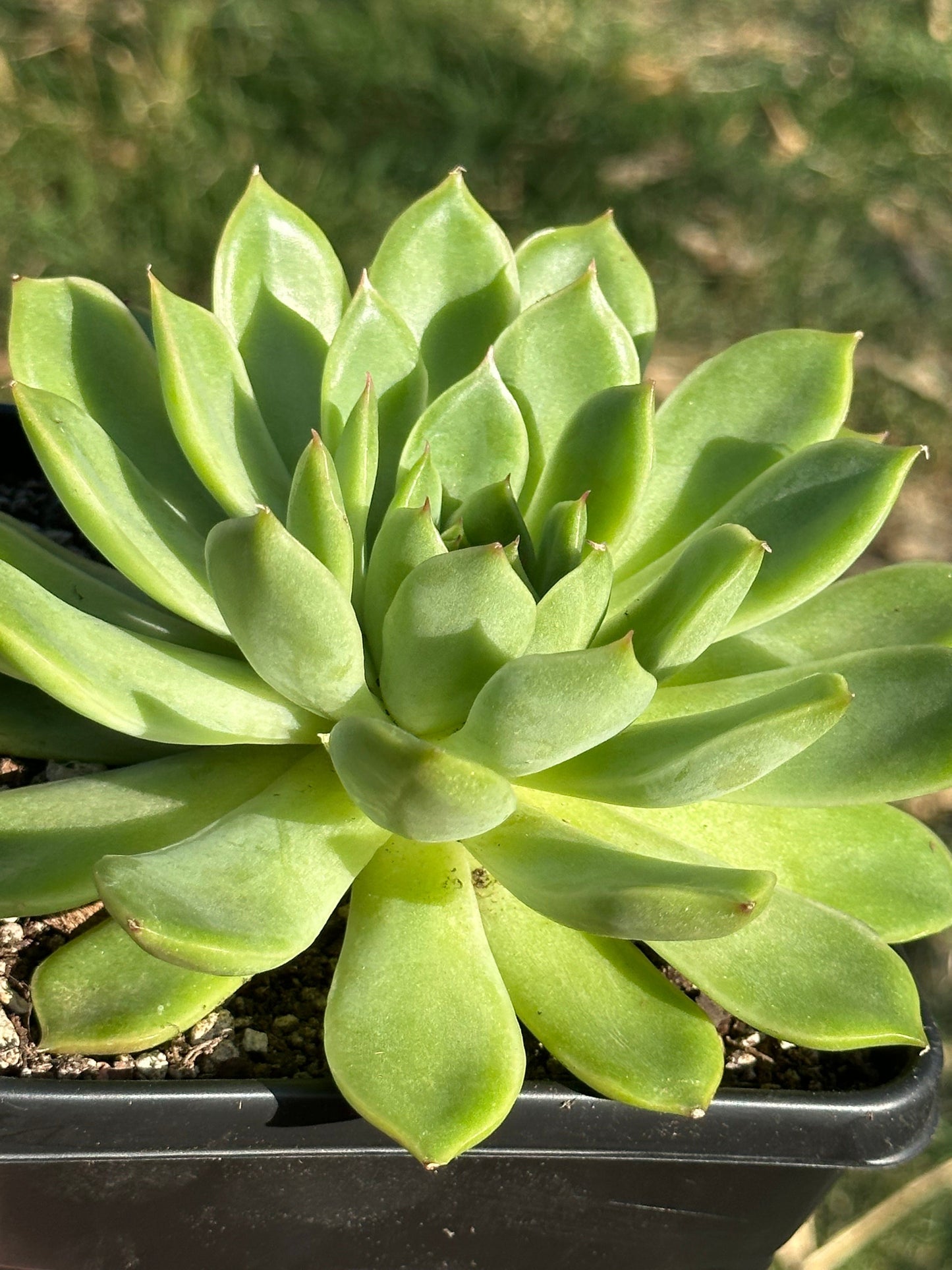 Echeveria Agavoides Abigarrada