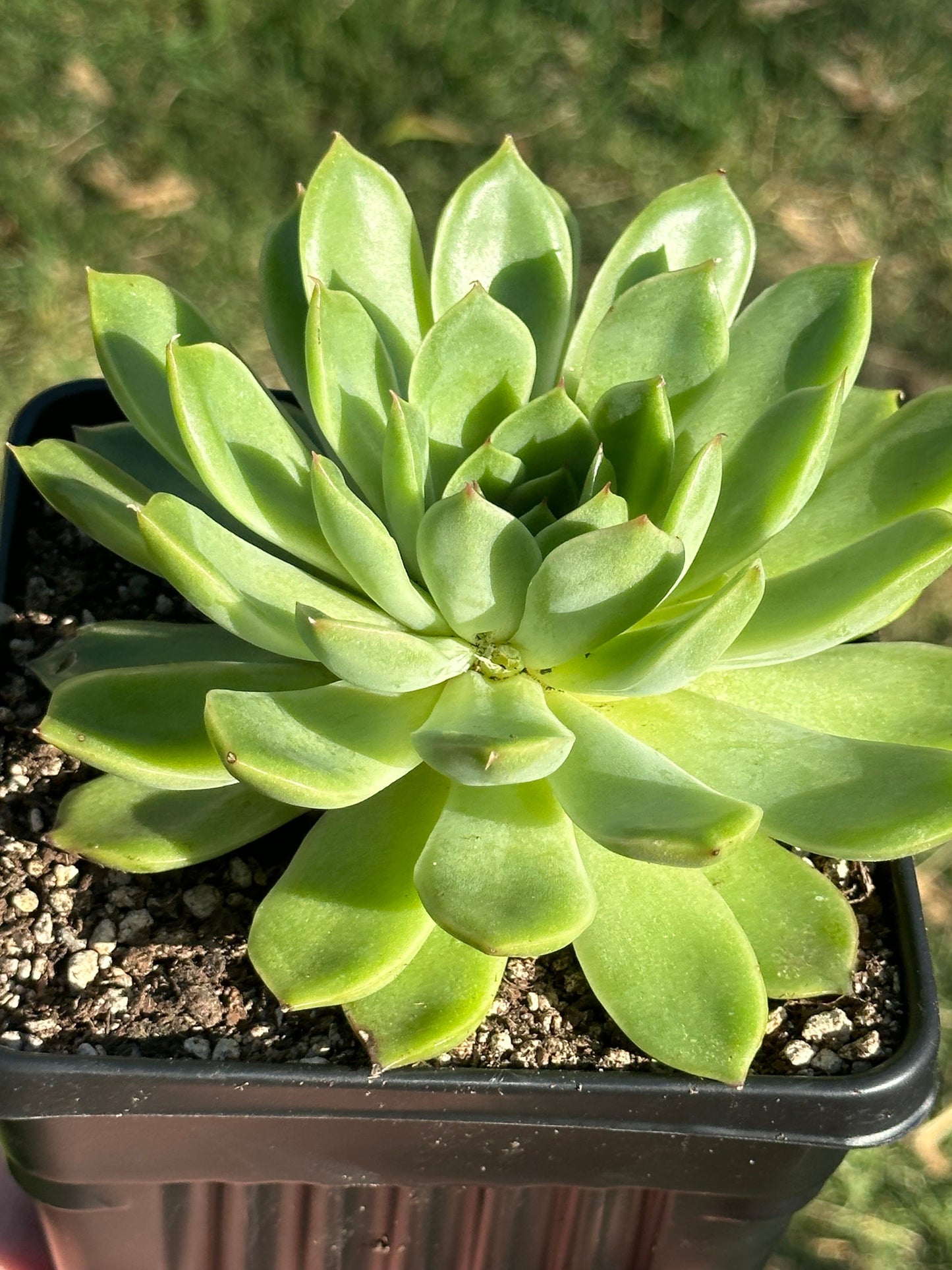 Echeveria agavoides panachée