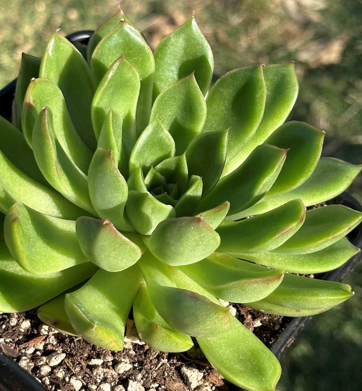 DesertScapeSucculent Succulent Single 6B Echeveria Agavoides Variegated