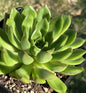 Echeveria Agavoides Variegated - Single 6B - Succulent - DesertScapeSucculent