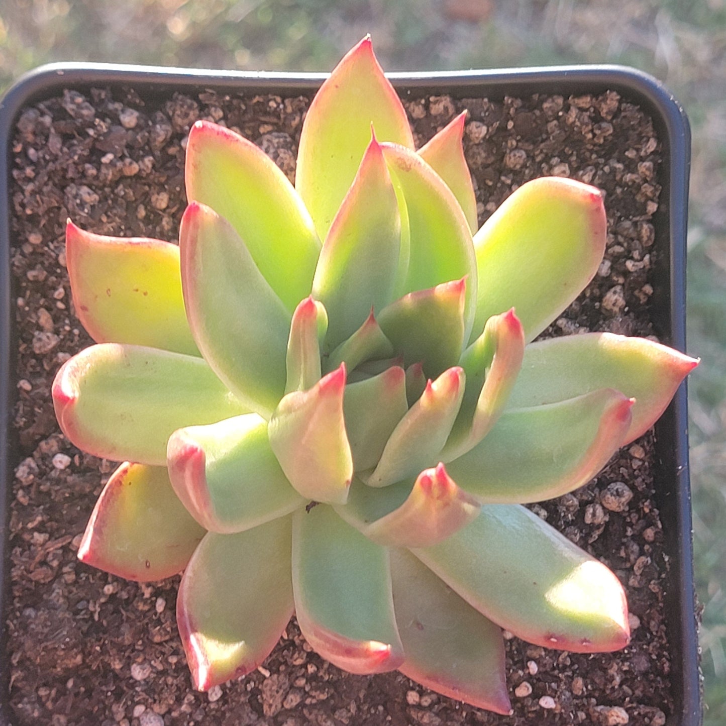 Echeveria Agavoides Variegated