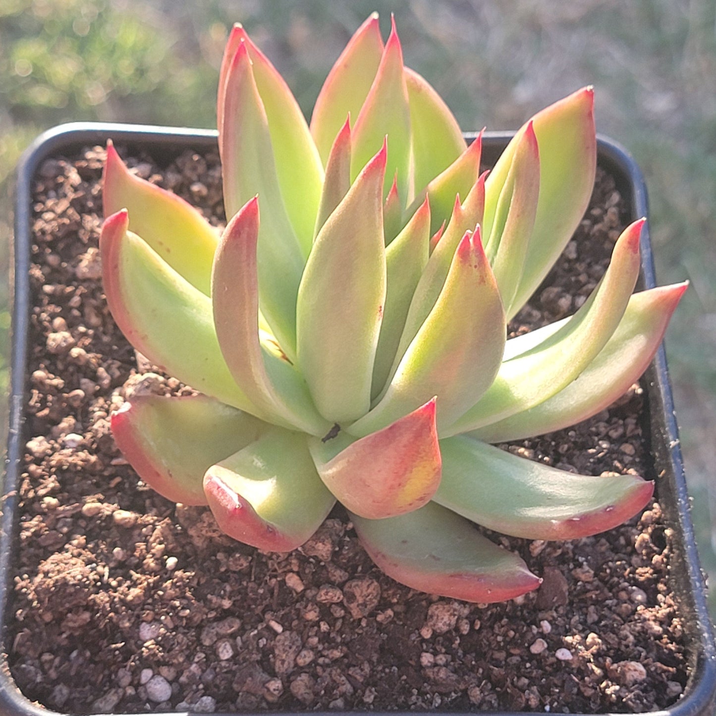 Echeveria agavoides panachée