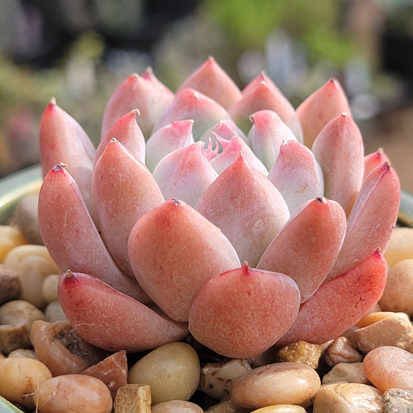 alba beauty succulent Echeveria 'Alba Beauty'