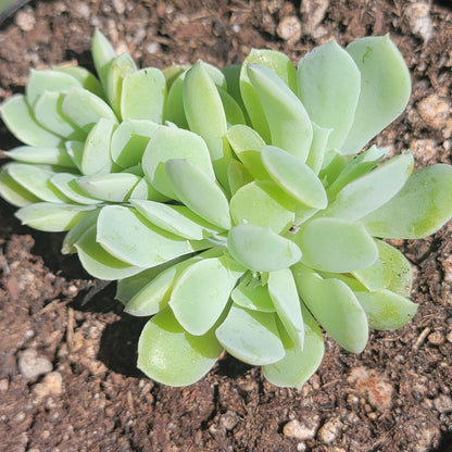 Echeveria Albicans 'Echeveria blanchissant'