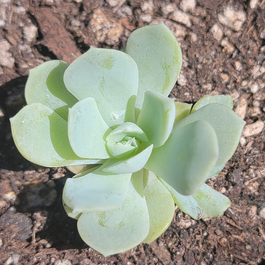 Echeveria Albicans 'Echeveria blanqueadora'