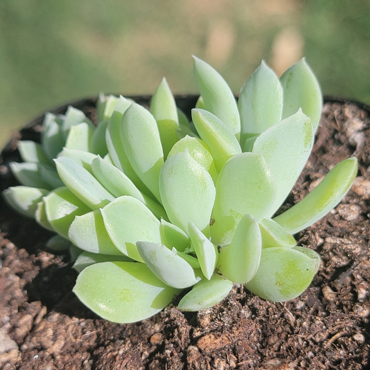 Echeveria Albicans 'Echeveria blanchissant'