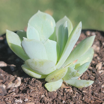 Echeveria Albicans 'Echeveria blanchissant'