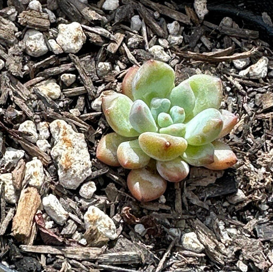 Echeveria amoena 'Red Egg'