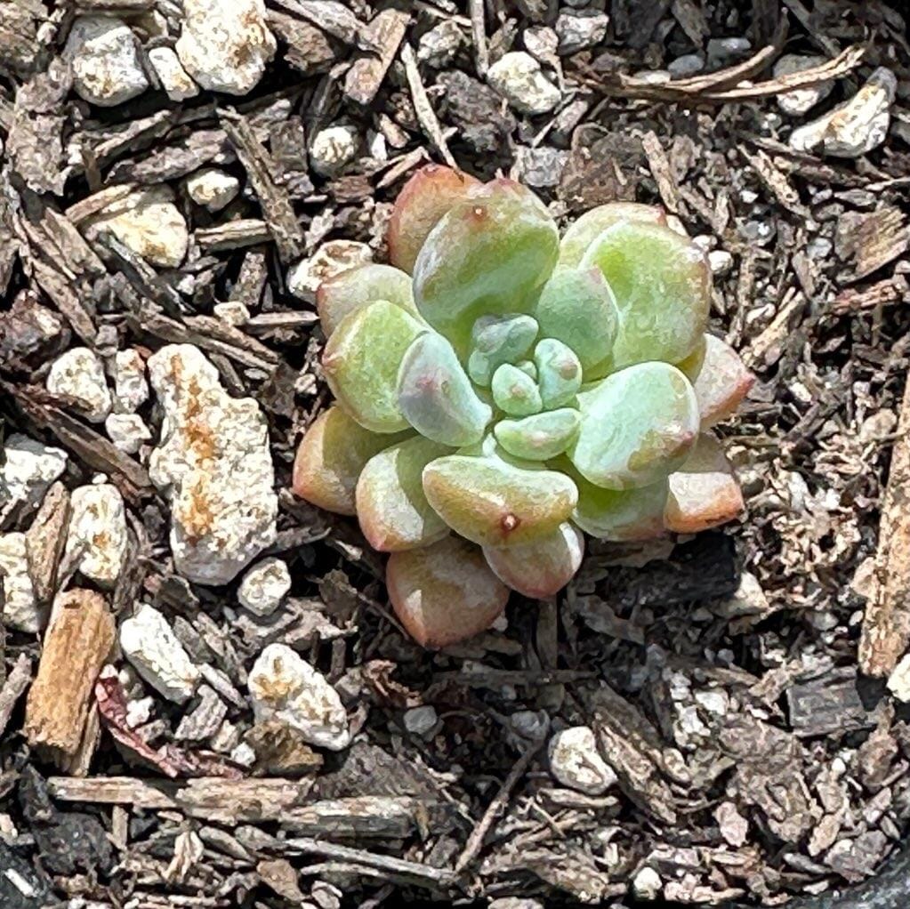 Echeveria amoena 'Red Egg'