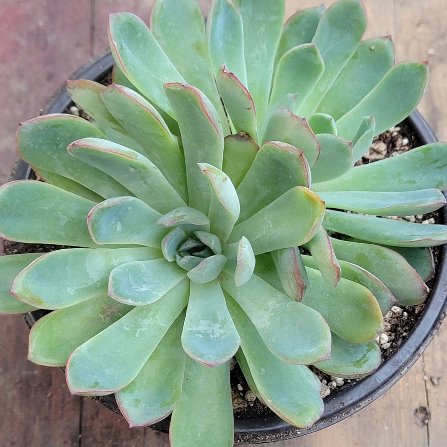 succulent apus Echeveria 'Apus' – DesertScapeSucculent
