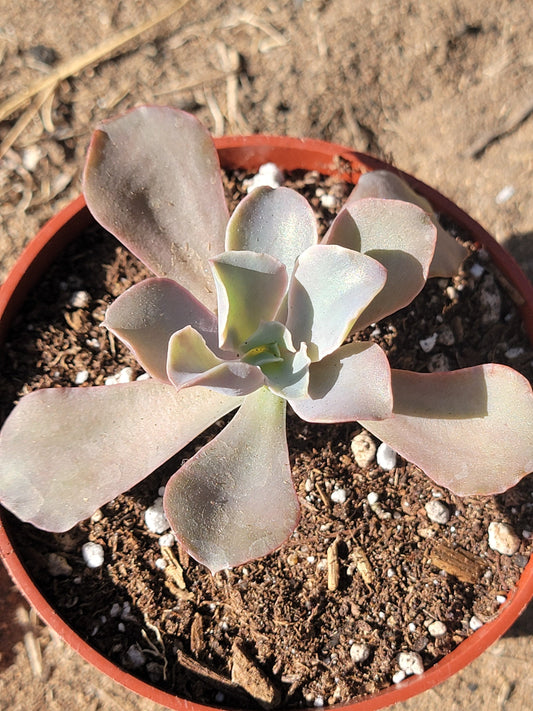 Echeveria 'Verseau'