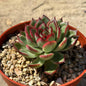 Echeveria 'Arcane' - 4 Inch Assorted - Succulent - DesertScapeSucculent
