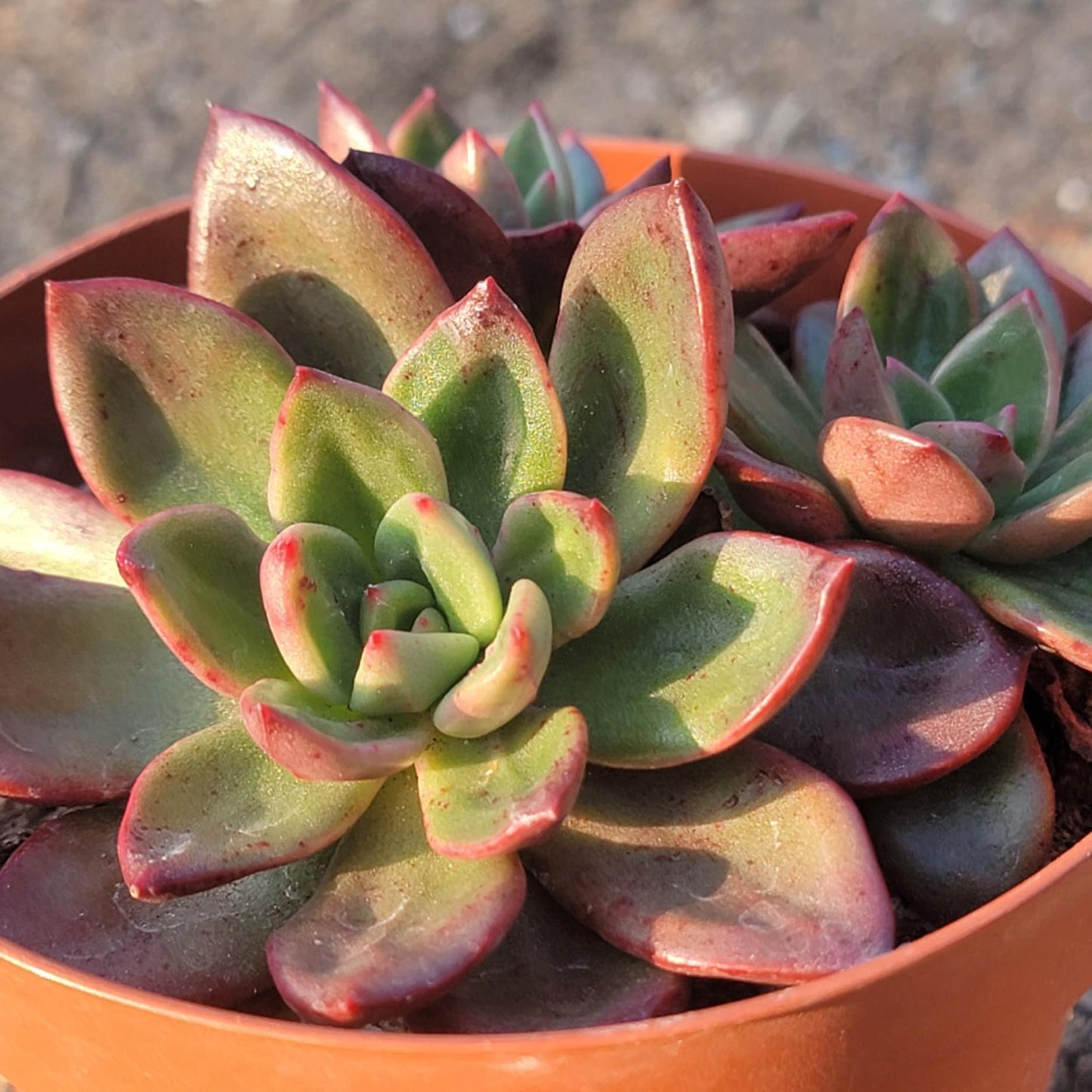 DesertScapeSucculent Succulent 5" Cluster Echeveria 'Arcane'