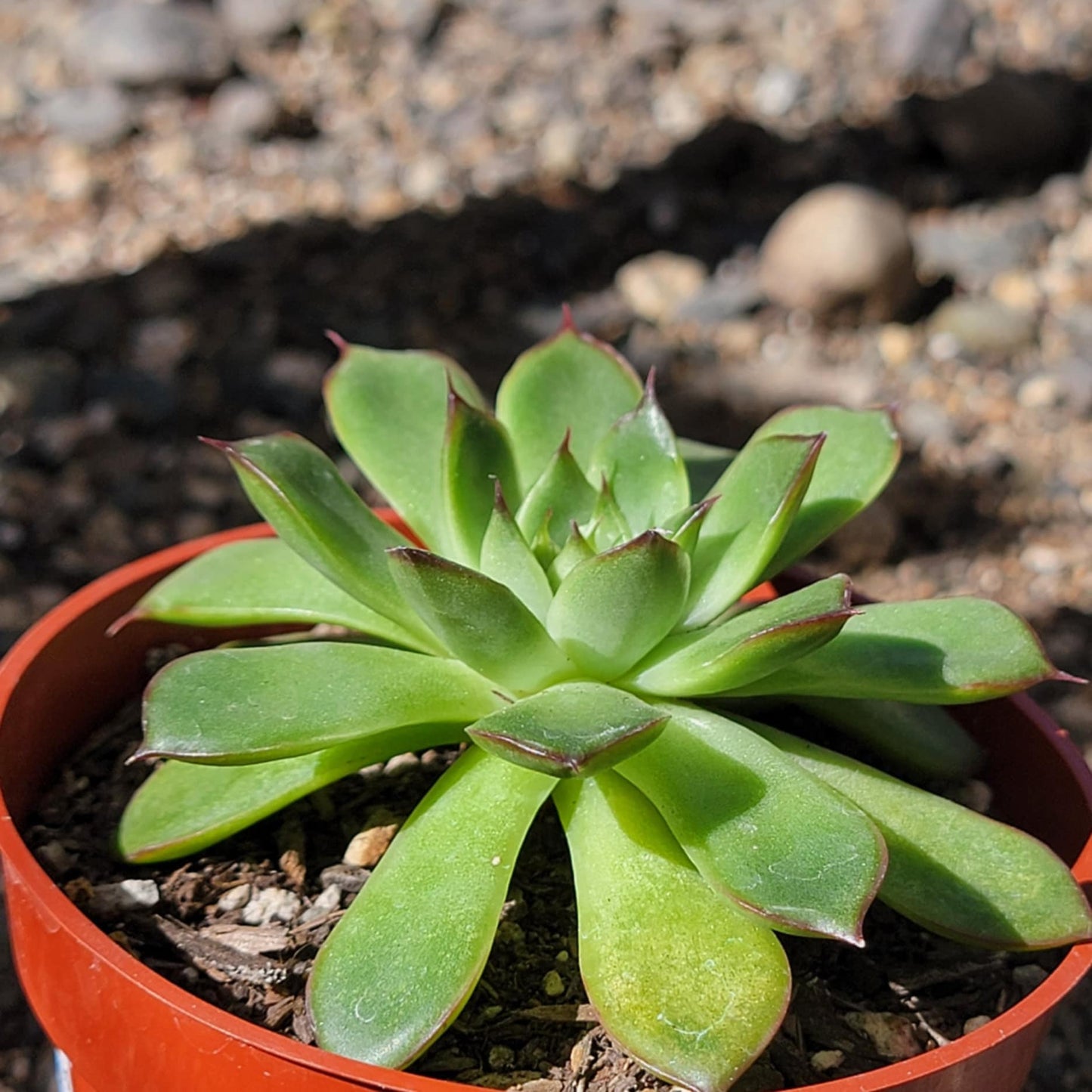 DesertScapeSucculent Succulent Echeveria 'Arcane'