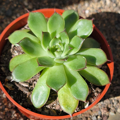 DesertScapeSucculent Succulent 4" Assorted Echeveria 'Arcane'