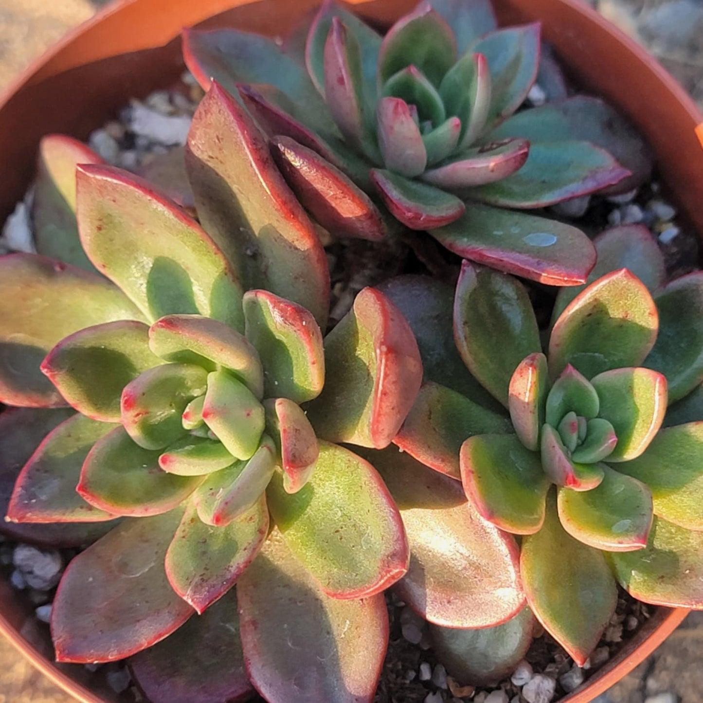 DesertScapeSucculent Succulent Echeveria 'Arcane'