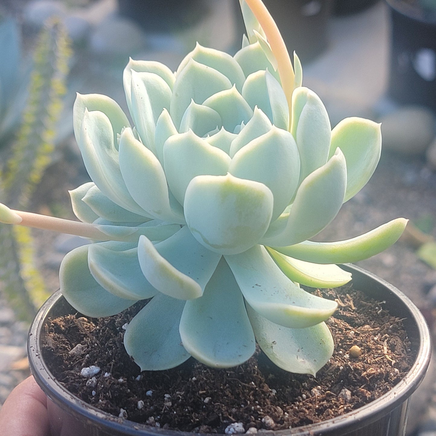 Echeveria 'Glace Arctique'