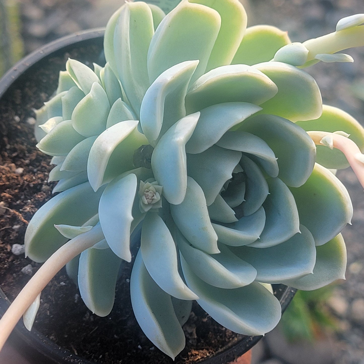 Echeveria 'Glace Arctique'