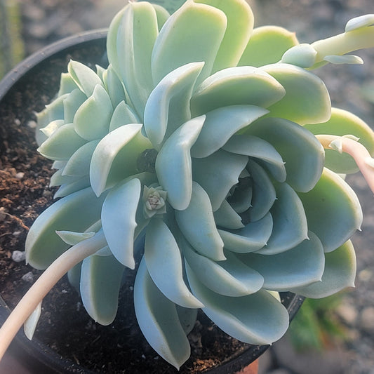 Echeveria 'Arctic Ice'