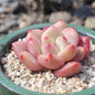 Echeveria 'Ariel' - 3 Inch Assorted - Succulent - DesertScapeSucculent