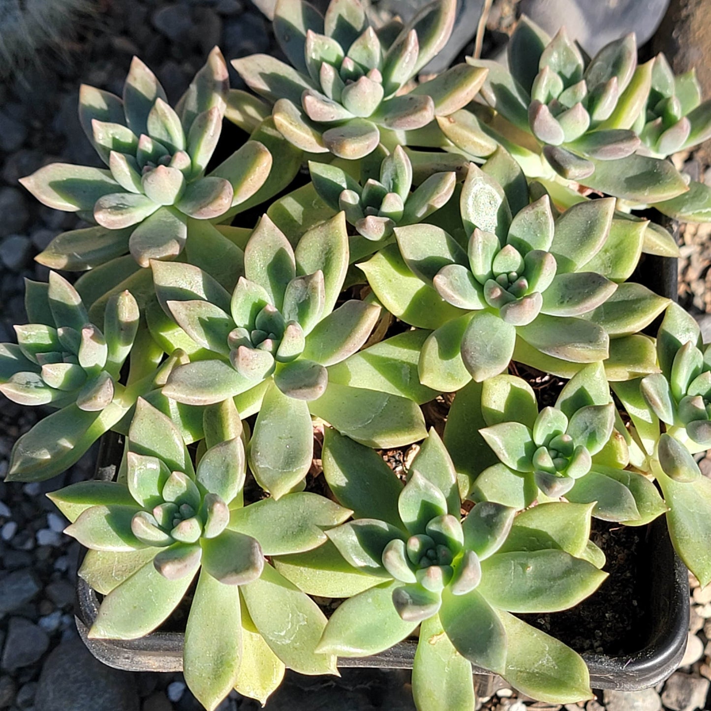 DesertScapeSucculent Succulent 6" Cluster Assorted Echeveria 'Arje'