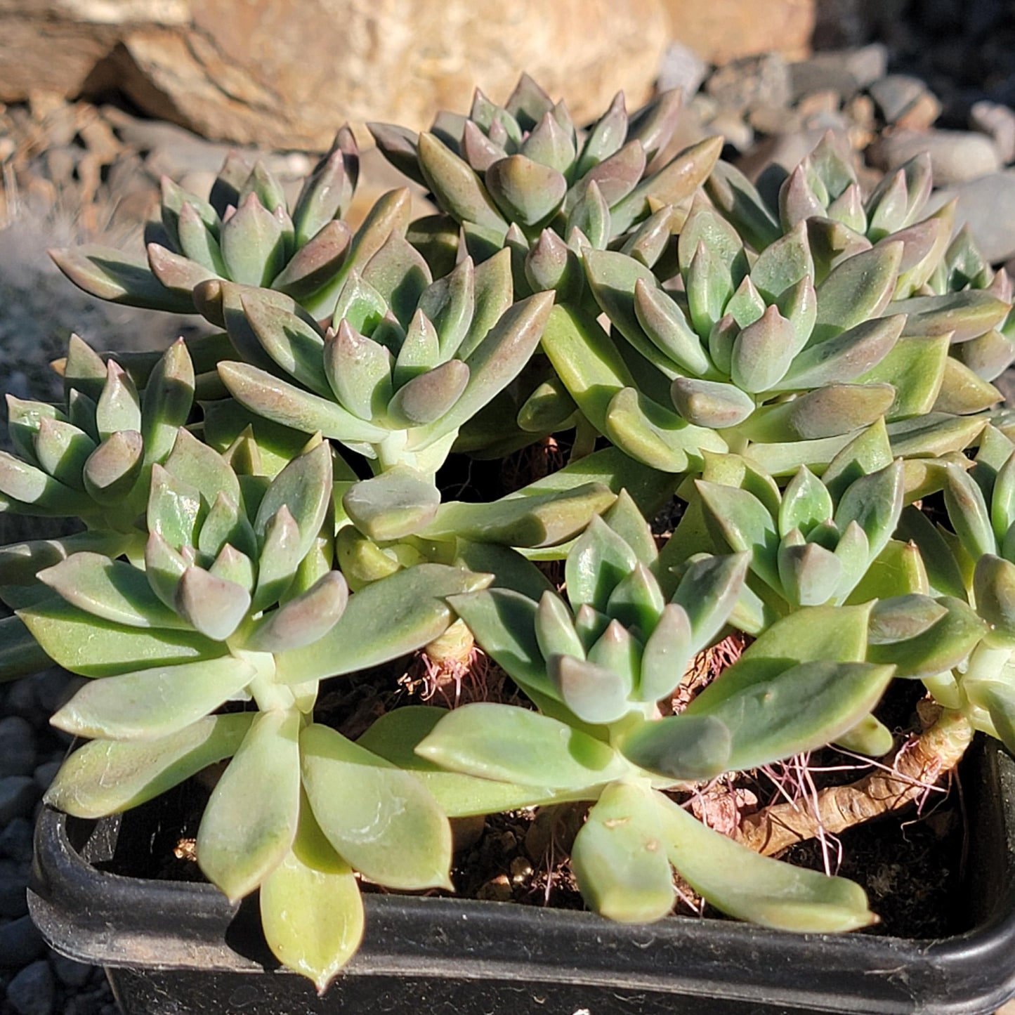 DesertScapeSucculent Succulent 6" Cluster Assorted Echeveria 'Arje'