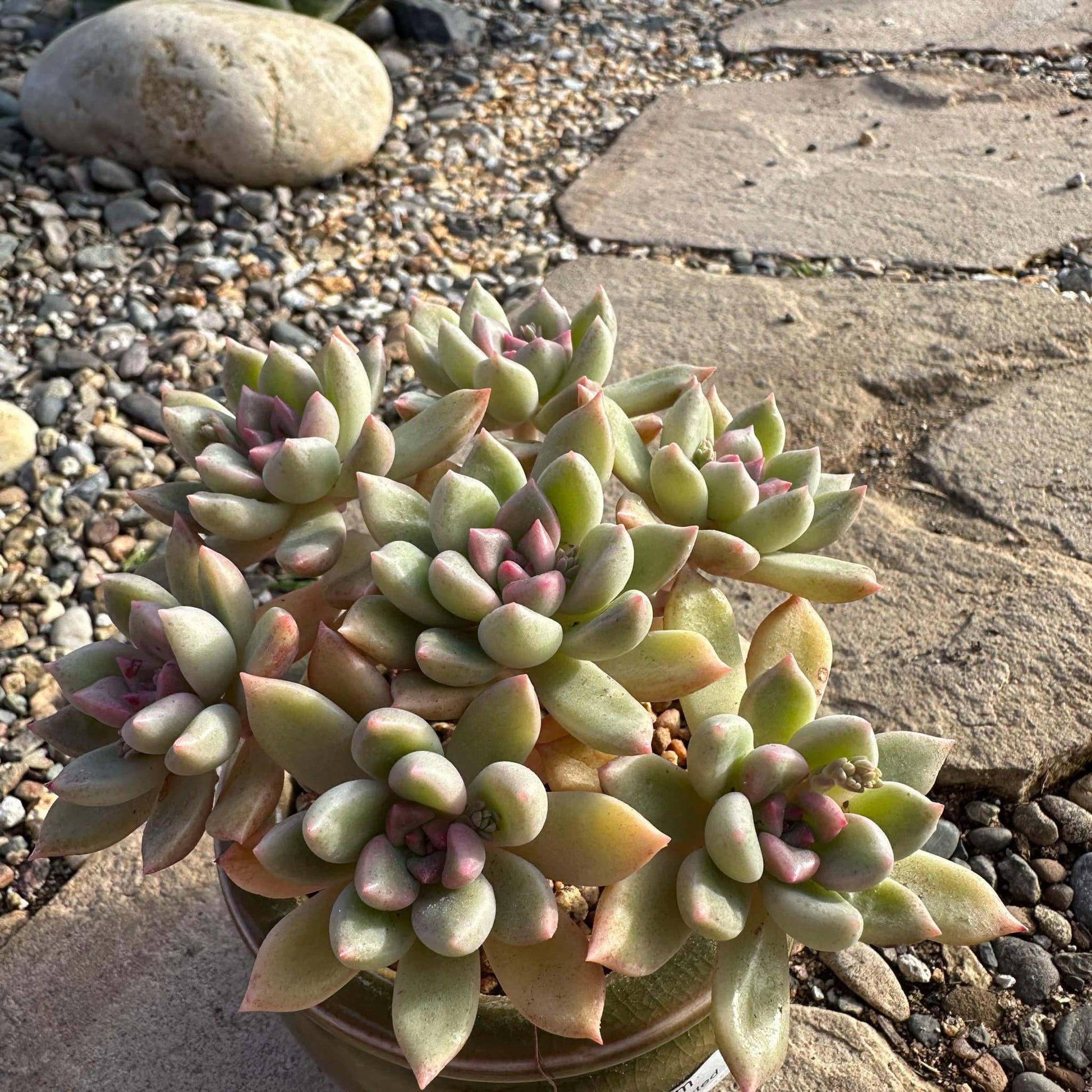 DesertScapeSucculent Succulent 4" Assorted Echeveria 'Arzee'