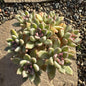 Echeveria 'Arzee' - 4 Inch Assorted - Succulent - DesertScapeSucculent