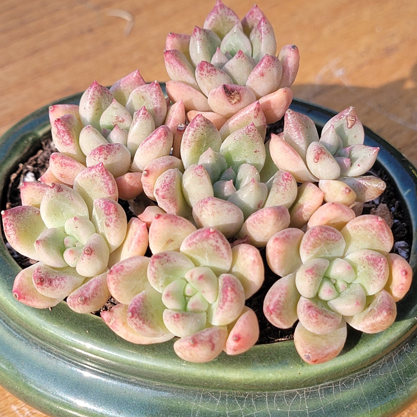 Echeveria 'Arzee'