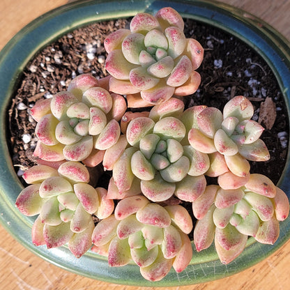 Echeveria 'Arzee'