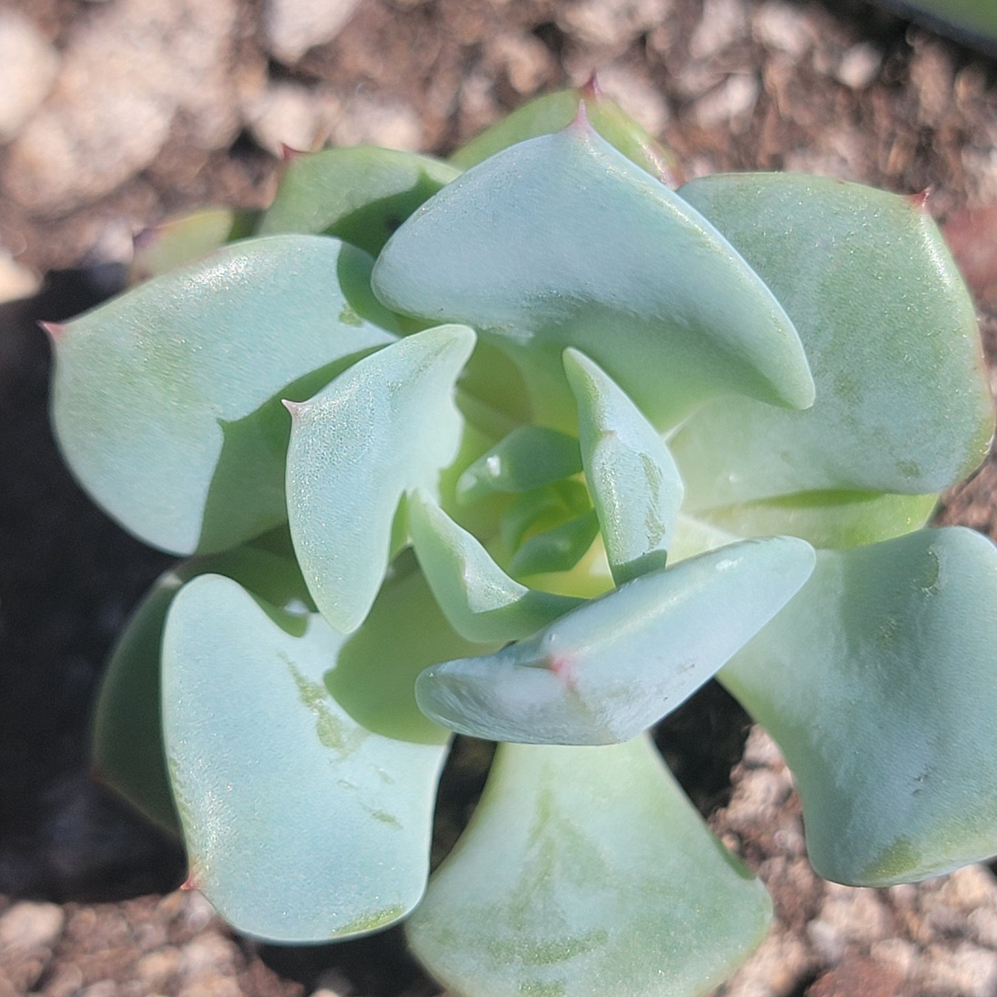 Echeveria 'Atlantis' 'Pêches et crème'