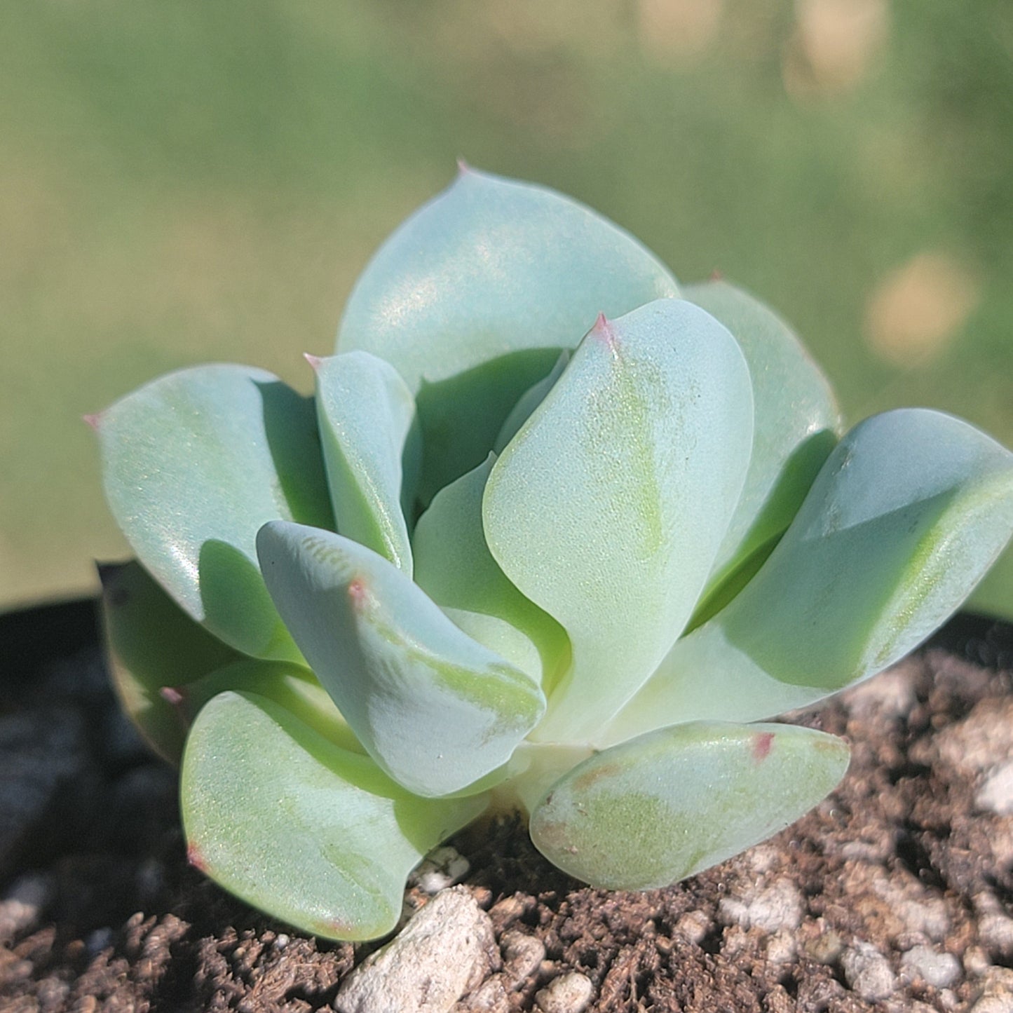 Echeveria 'Atlantis' 'Pêches et crème'