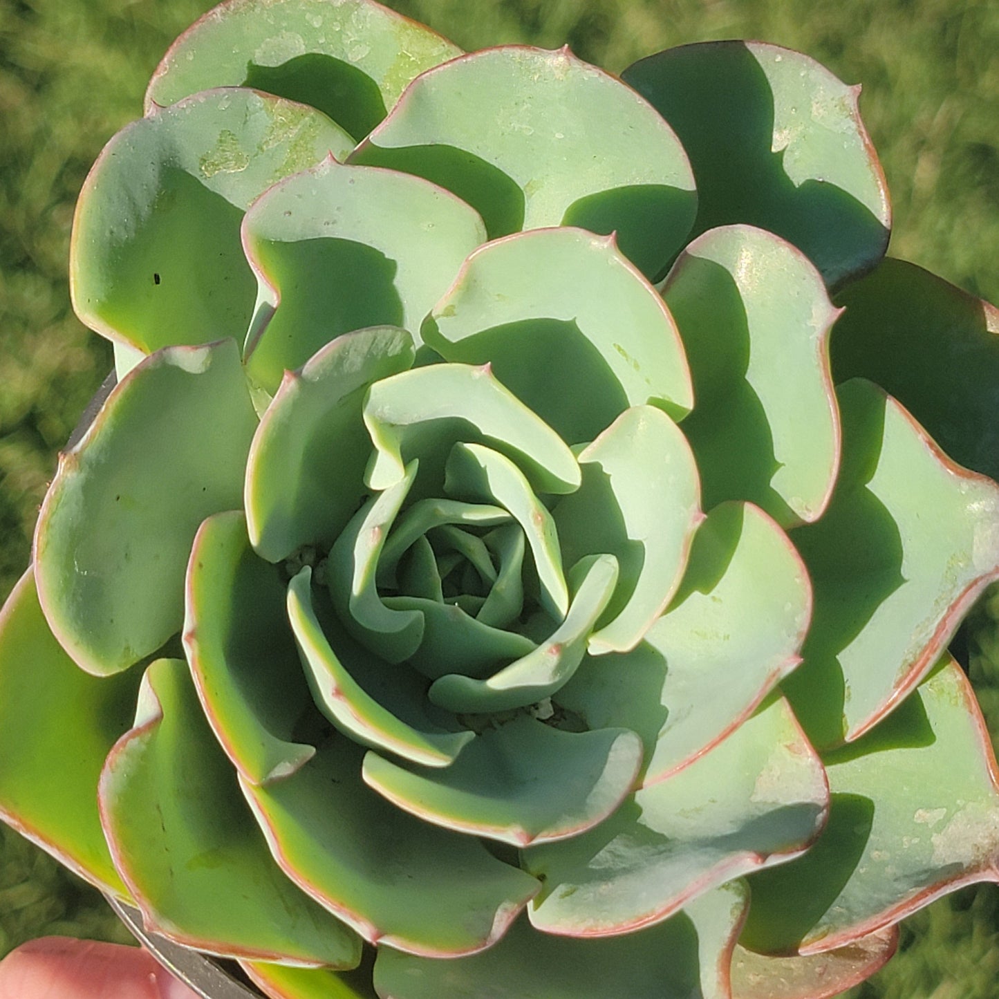 DesertScapeSucculent Succulent Echeveria 'Atlantis' 'Peaches and Cream'