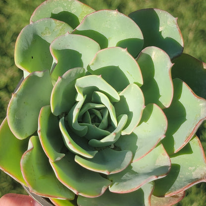 Echeveria 'Atlantis' 'Melocotones y Crema'