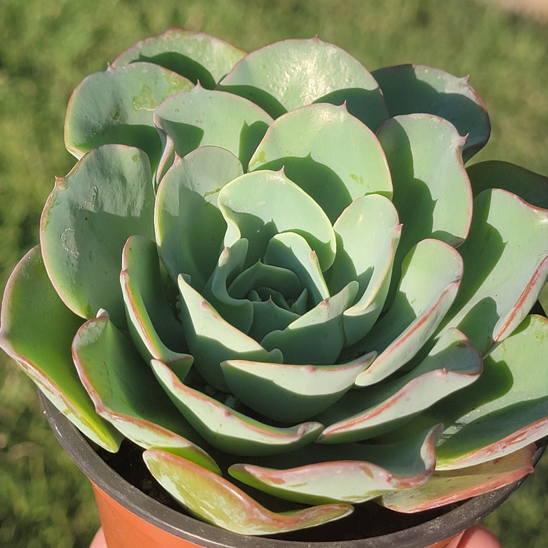echeveria atlantis succulent Echeveria 'Atlantis' 'Peaches and Cream' – DesertScapeSucculent