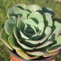 Echeveria 'Atlantis' 'Peaches and Cream' - 4 Inch Assorted - Succulent - DesertScapeSucculent