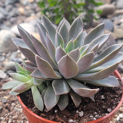 Echeveria 'Atomic' Clusters