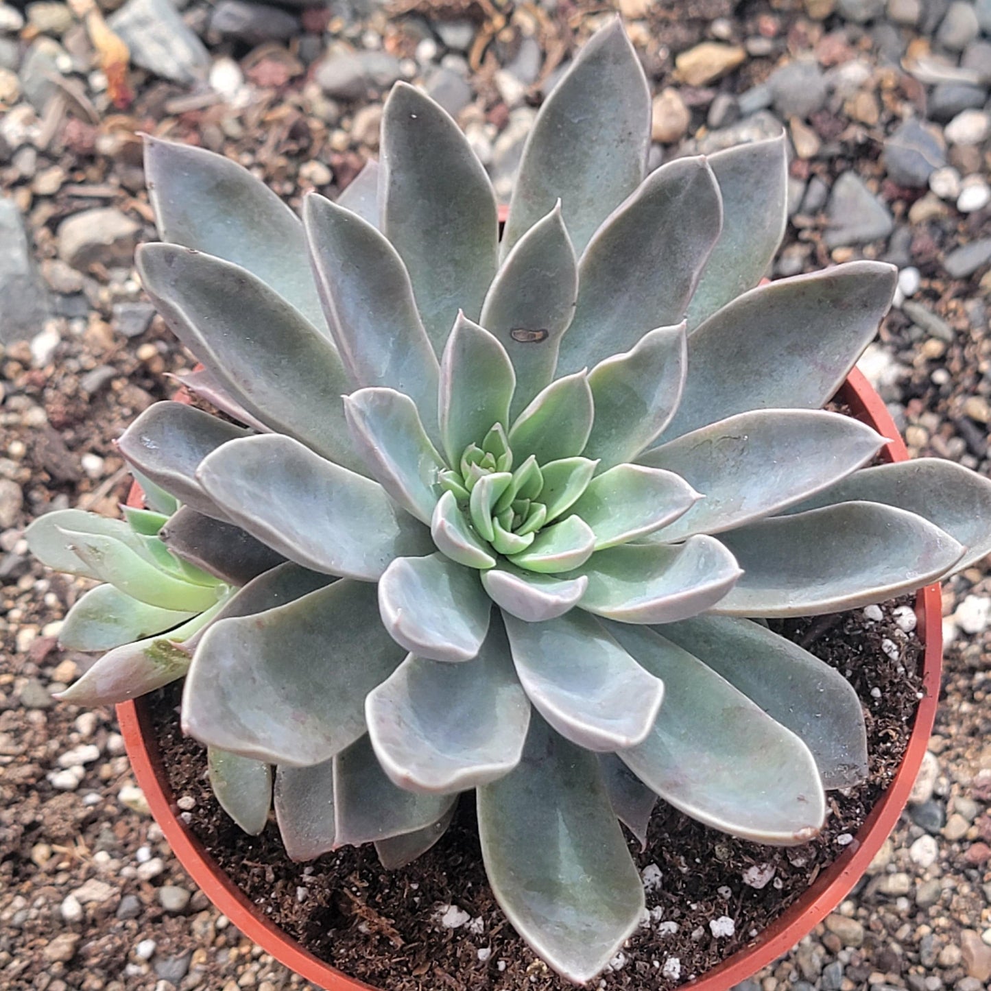 Echeveria 'Atomic' Clusters