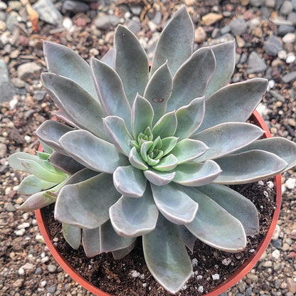 DesertScapeSucculent Succulent 4" Assorted Echeveria 'Atomic' Clusters