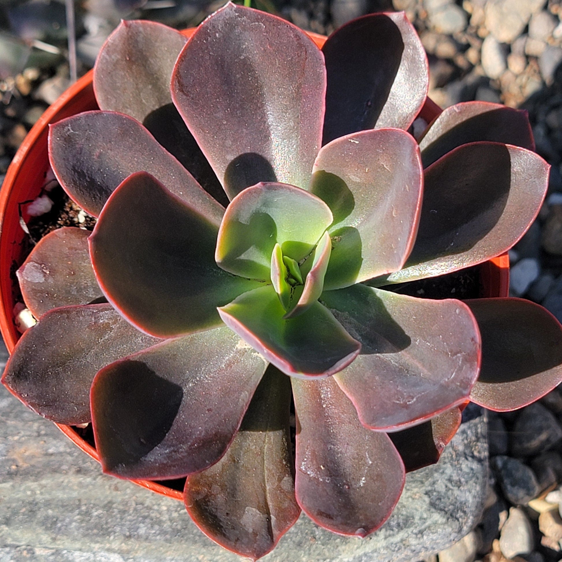 DesertScapeSucculent Succulent 4” Assorted Echeveria 'Autumn Flame'