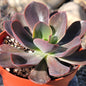 Echeveria 'Autumn Flame' - 4 Inch Assorted - Succulent - DesertScapeSucculent