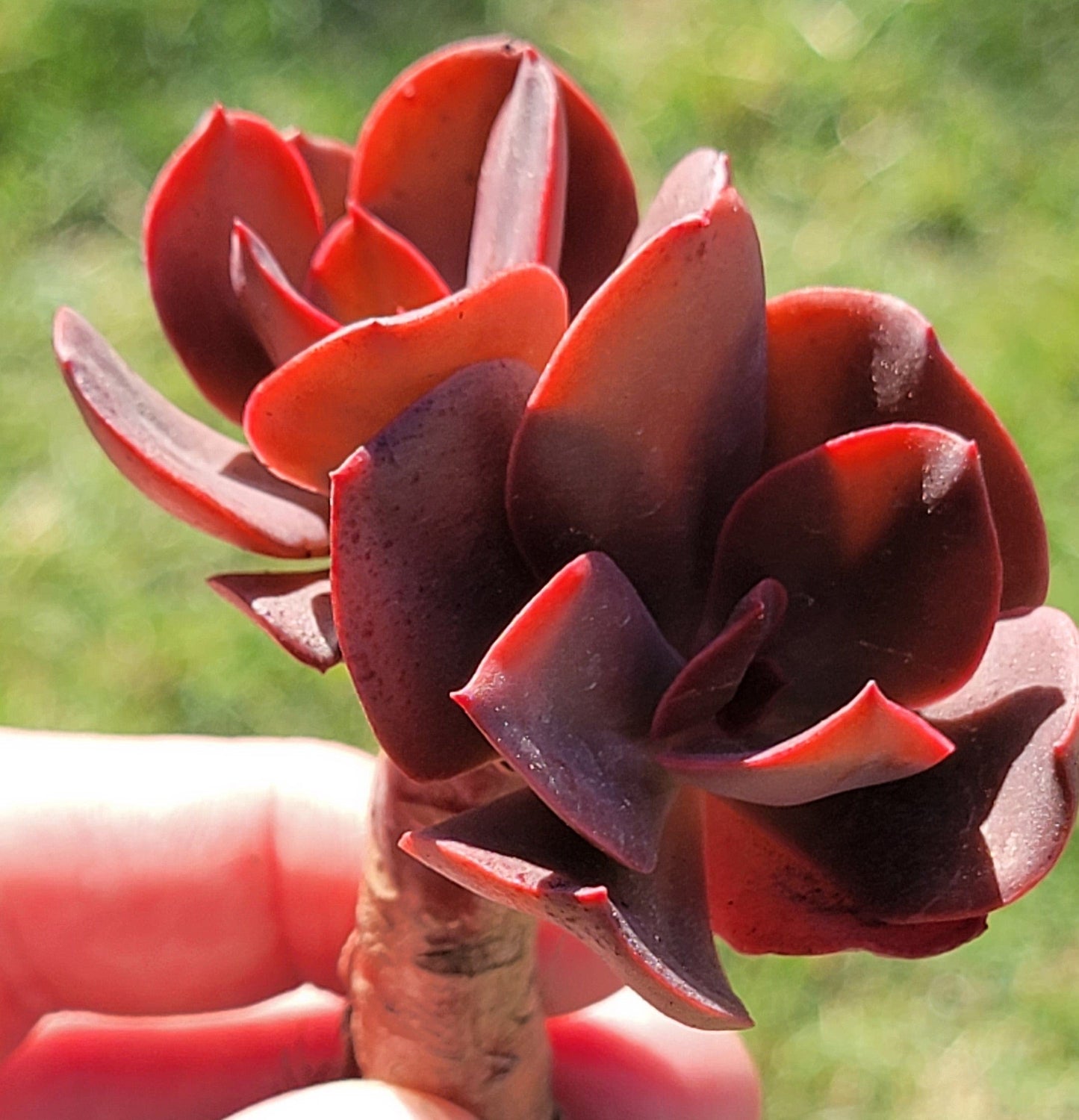 Echeveria "Flamme d'automne"