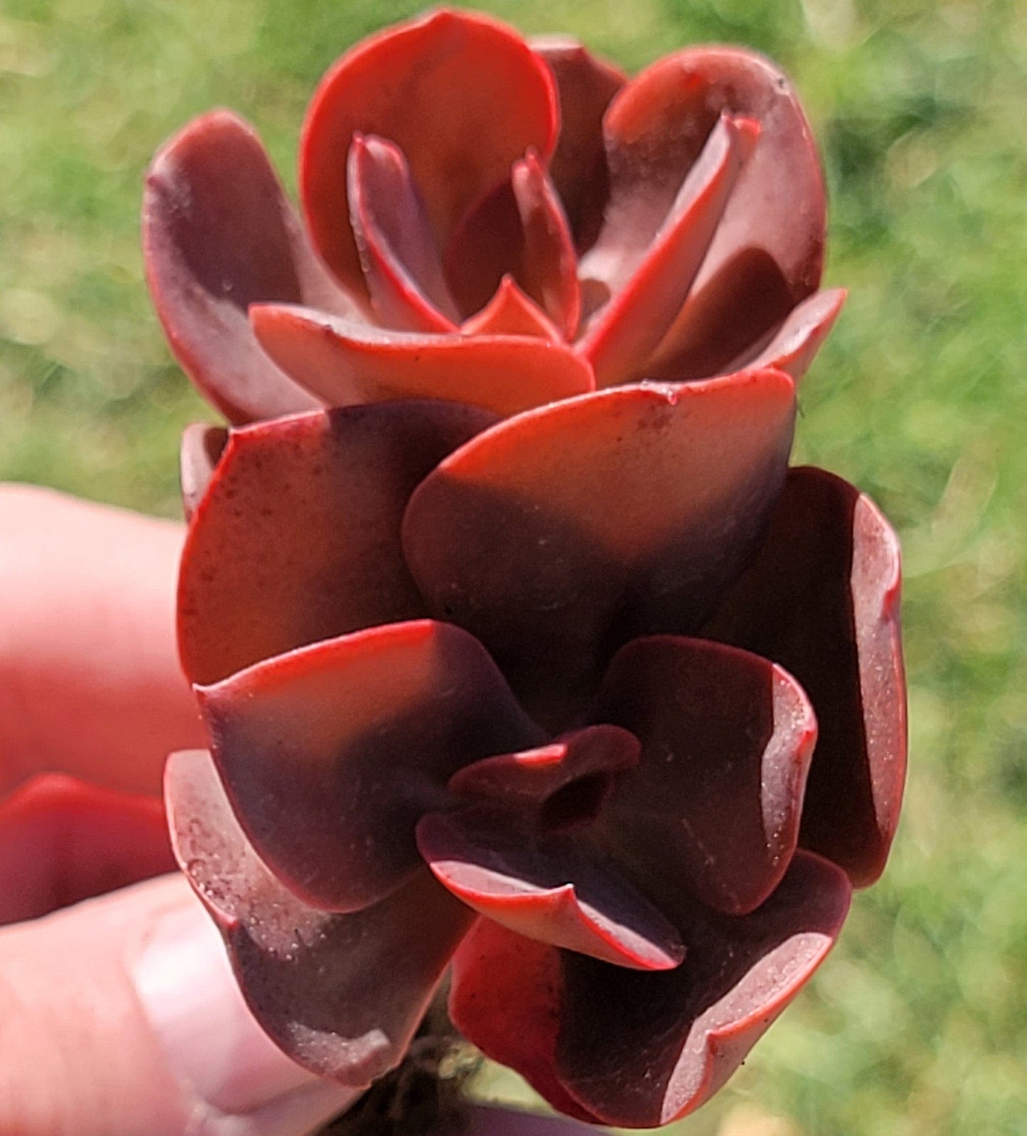 Echeveria 'Autumn Flame'