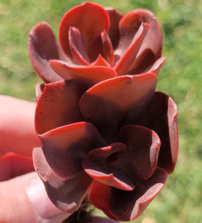 Echeveria "Llama de Otoño"