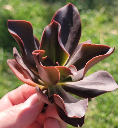 Echeveria 'Autumn Flame'