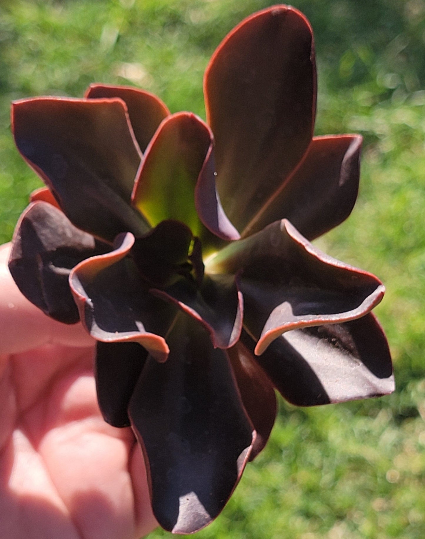 Echeveria "Llama de Otoño"