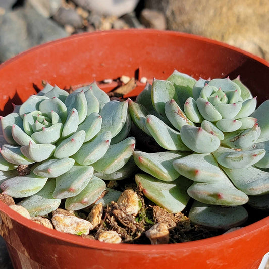 DesertScapeSucculent Succulent Echeveria 'Azulita/Minima' Clusters