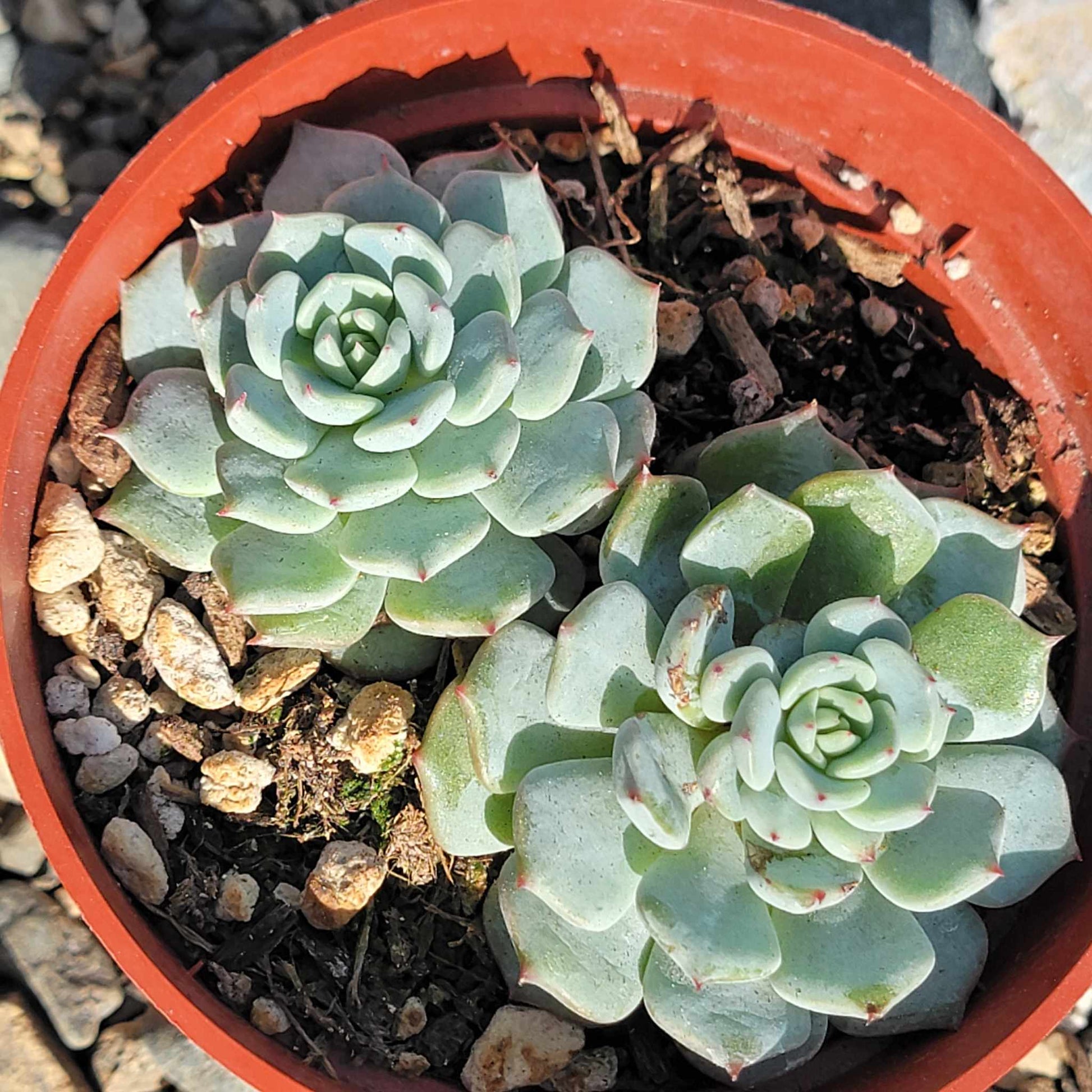 DesertScapeSucculent Succulent Cluster 4A Echeveria 'Azulita/Minima' Clusters