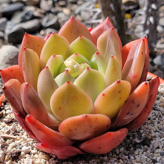 Echeveria 'Baekya' 'White Knight'